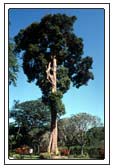 Gro&szlig;er Baum