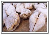 M&ouml;rdermuscheln